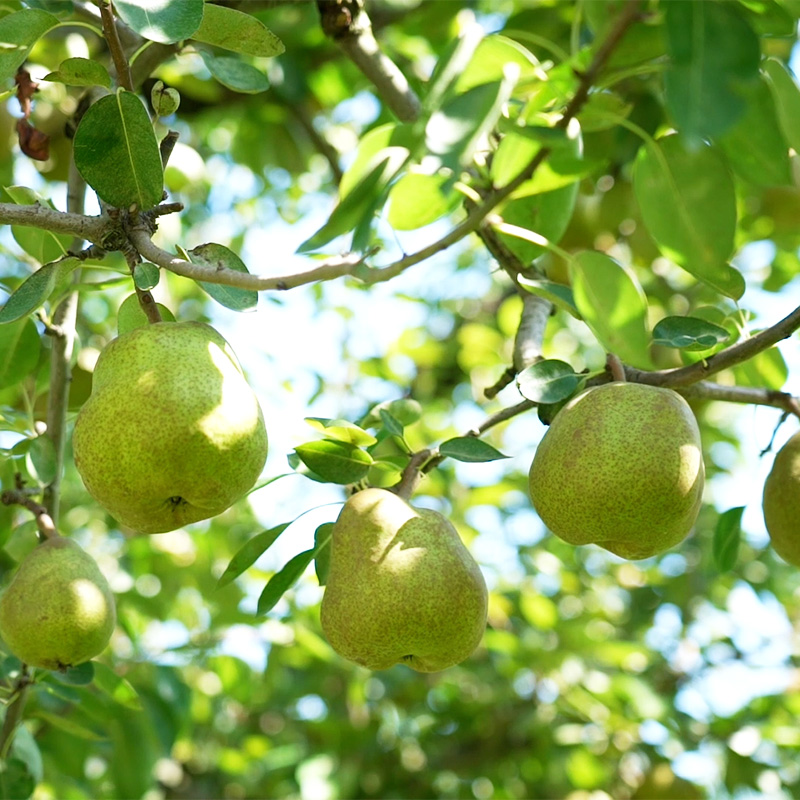 【定期便3回】心温まる冬の果実便【令和8年産先行予約】FS24-793