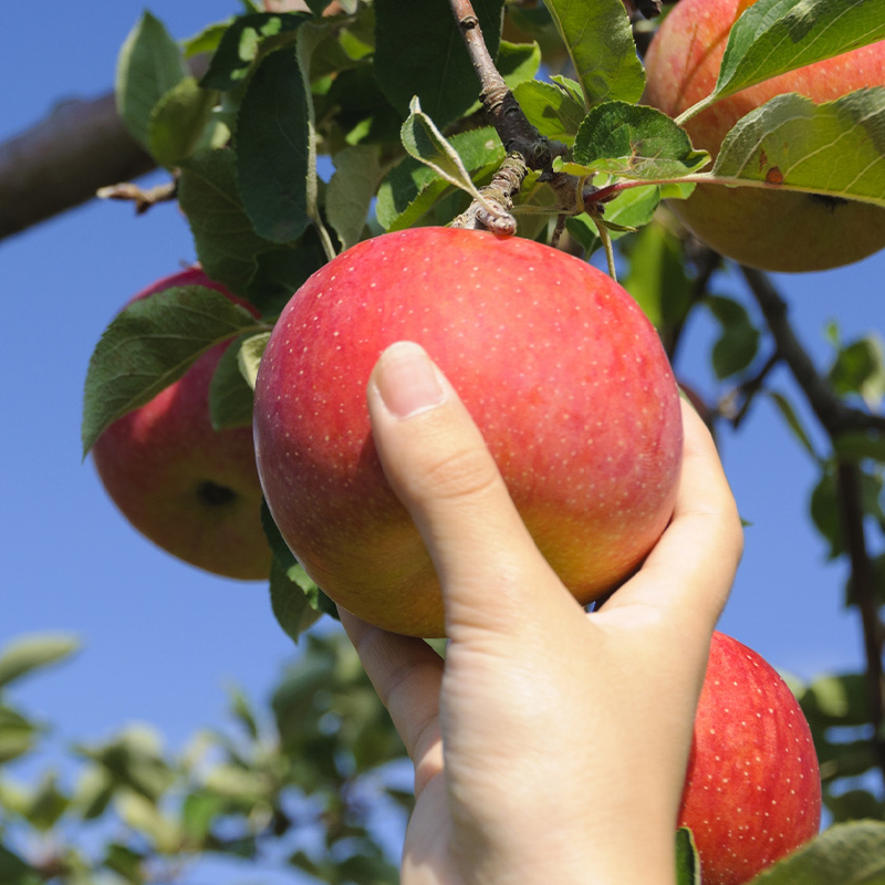 【定期便3回】心温まる冬の果実便【令和8年産先行予約】FS24-793