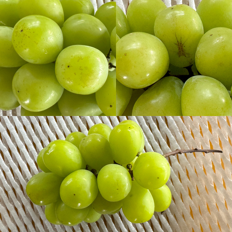 【定期便3回】★訳あり★秋の果実祭り定期便 色や形が訳ありでも十分美味しい！シャインマスカット・柿・りんご【令和8年産先行予約】FS24-814