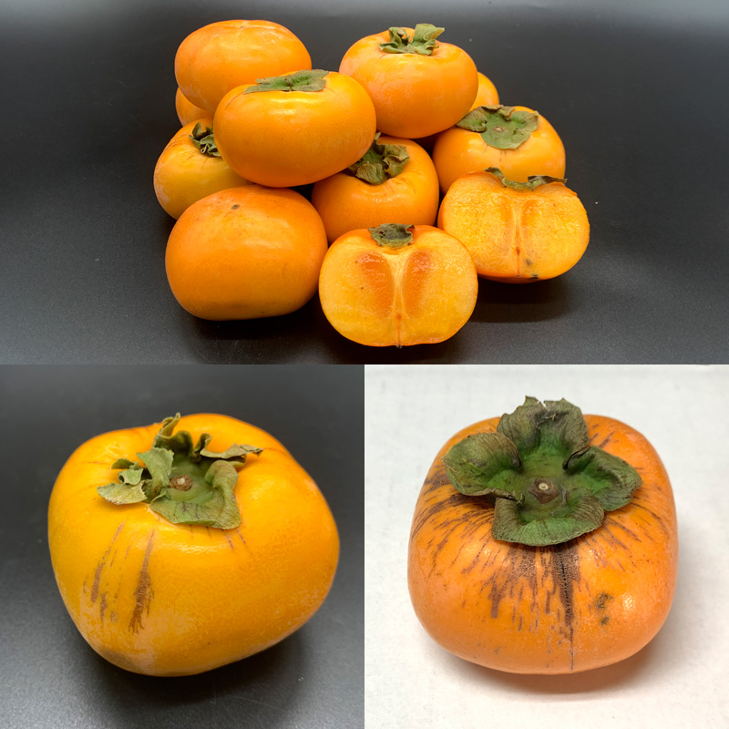 【定期便3回】★訳あり★秋の果実祭り定期便 色や形が訳ありでも十分美味しい！シャインマスカット・柿・りんご【令和8年産先行予約】FS24-814