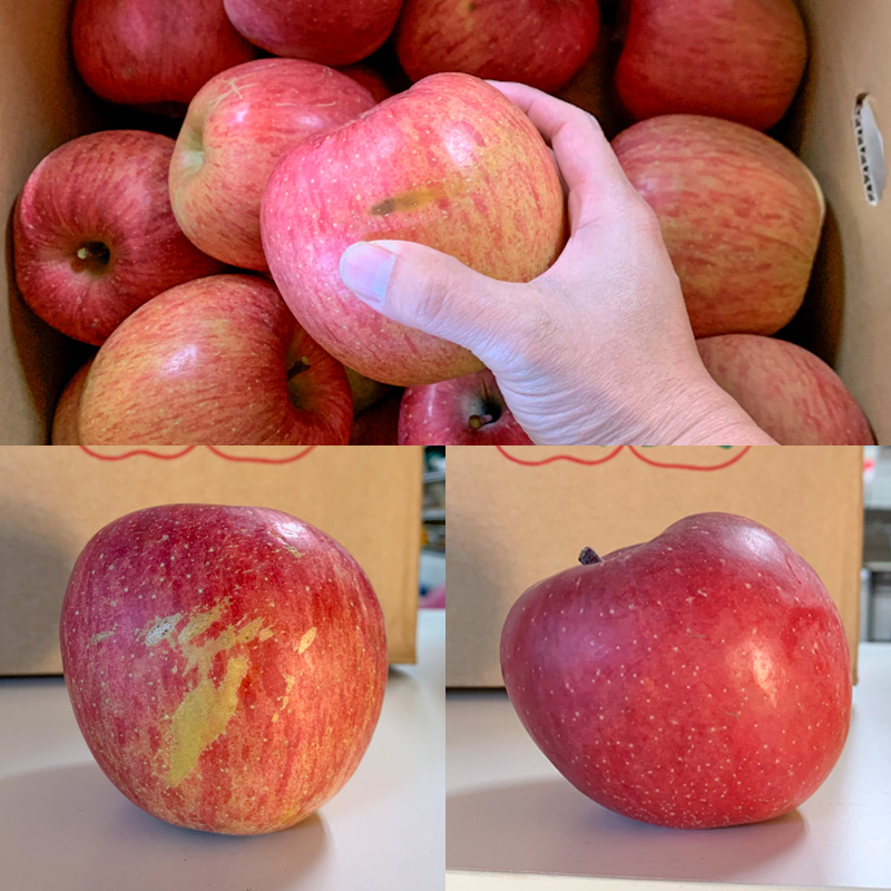 【定期便3回】★訳あり★秋の果実祭り定期便 色や形が訳ありでも十分美味しい！シャインマスカット・柿・りんご【令和8年産先行予約】FS24-814