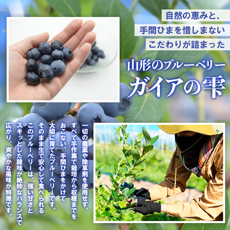 山形の朝摘み生ブルーベリー「ガイアの雫」500g(100g×5パック) 【令和8年産先行予約】FS25-705