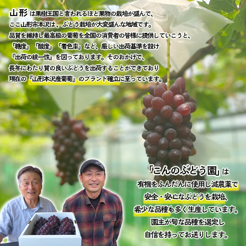 大人気！【こんのぶどう園】山形本沢産 高級ぶどう 3種食べくらべA 秀以上 約2kg 【令和8年産先行予約】FU22-339