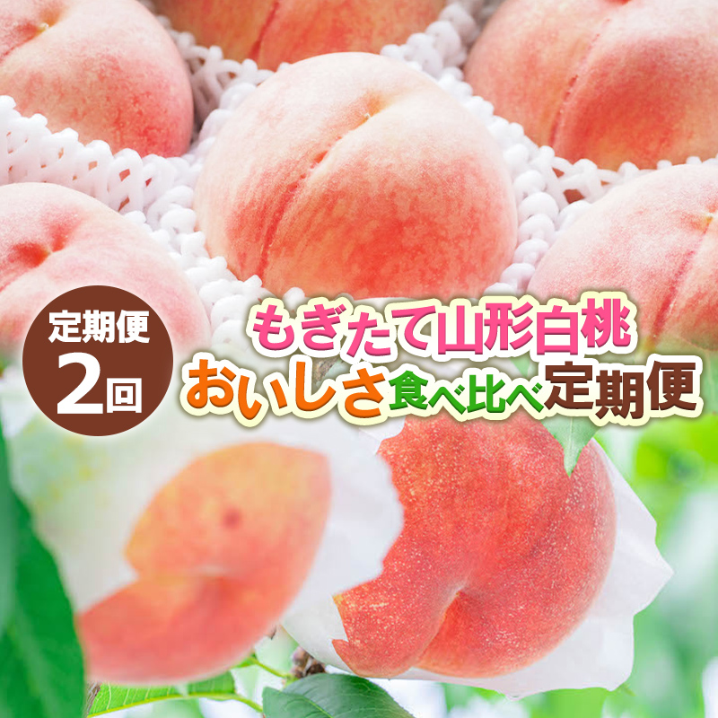 【定期便2回】もぎたて山形白桃 おいしさ食べ比べ定期便 【令和8年産先行予約】FS24-724