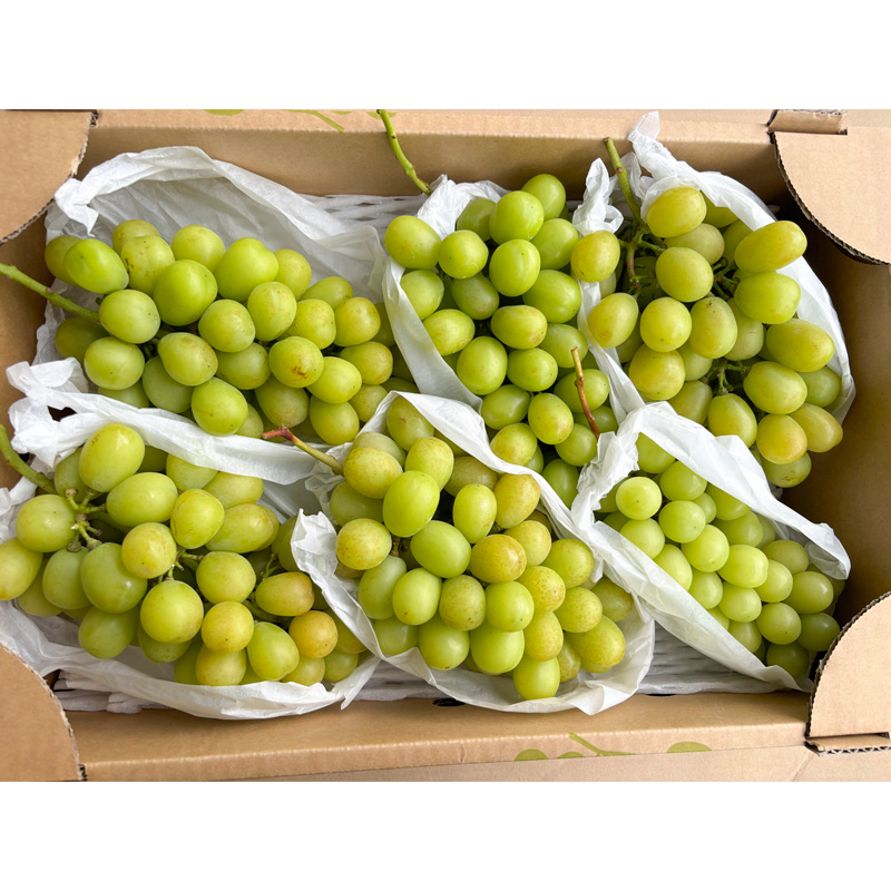 [ご家庭用]山形産 シャインマスカット 約5kg (5房～11房） 【令和8年産先行予約】FS24-749