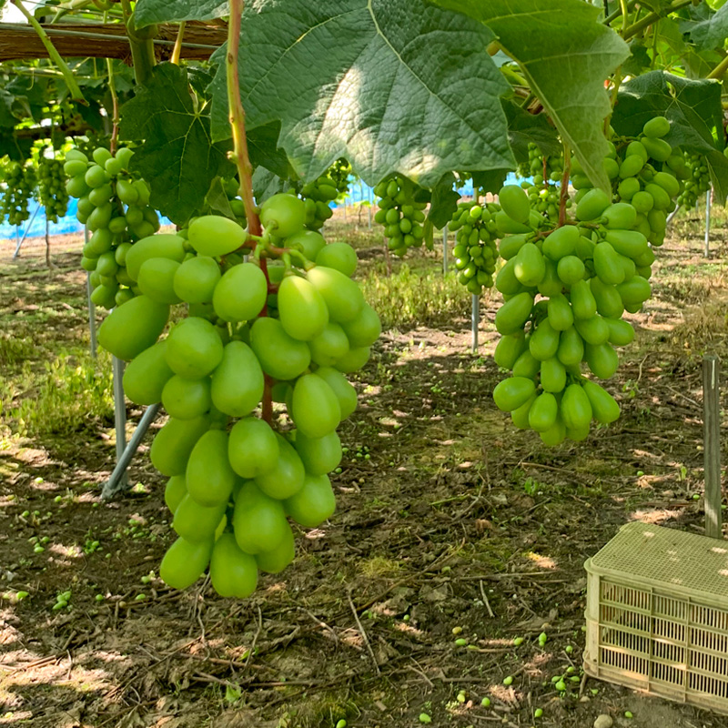 [ご家庭用]山形産 シャインマスカット 約5kg (5房～11房） 【令和8年産先行予約】FS24-749