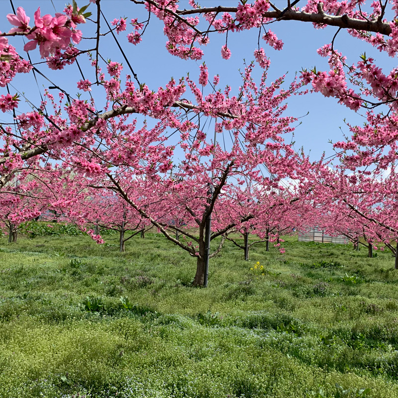 山形市産 白桃 もも 5kg 柔らかめ(10～16玉) 【令和8年産先行予約】FS24-752