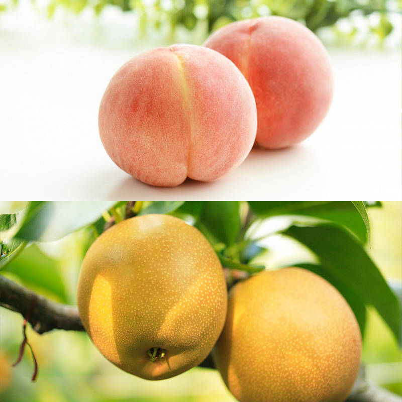 【定期便6回】山形 旬のくだもの 【令和8年産先行予約】FS24-796