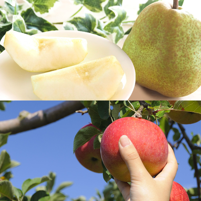 【定期便6回】山形 旬のくだもの 【令和8年産先行予約】FS24-796