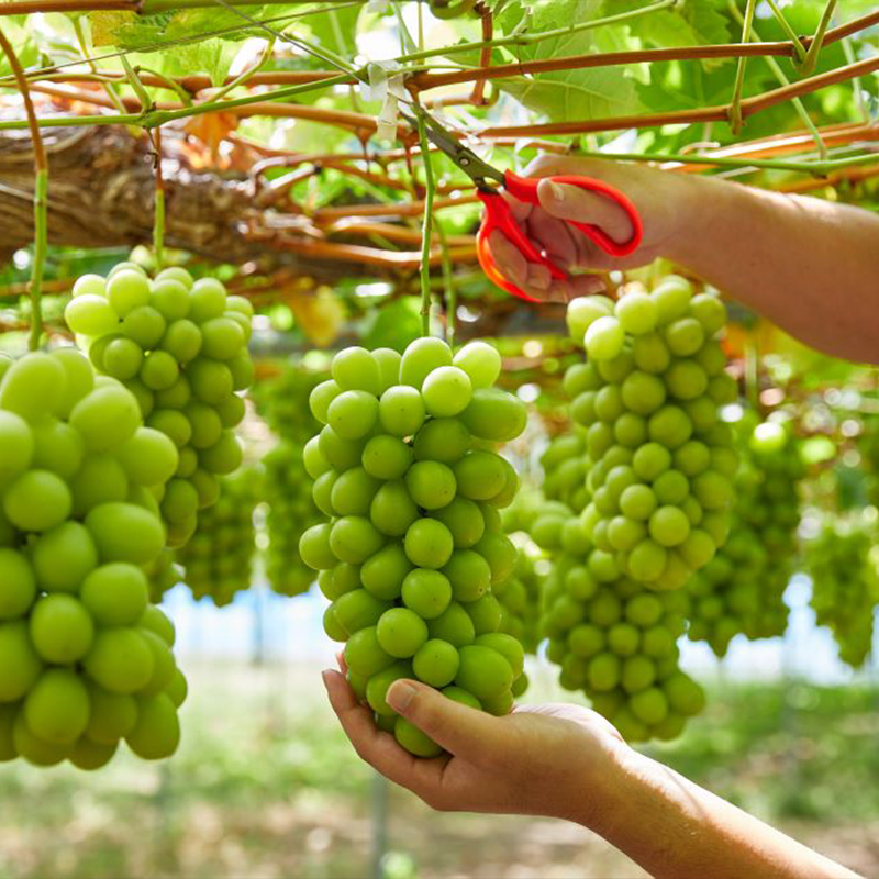 【100箱限定】両手いっぱい 1房 800g プレミアム シャインマスカット 【令和8年産先行予約】FS24-816