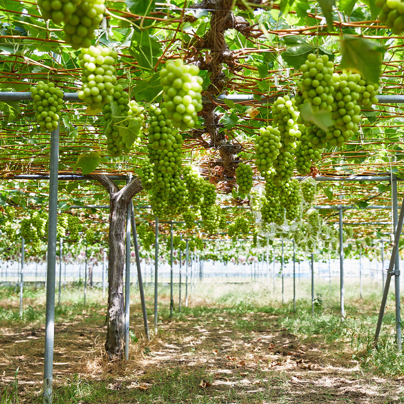 【100箱限定】両手いっぱい 1房 800g プレミアム シャインマスカット 【令和8年産先行予約】FS24-816