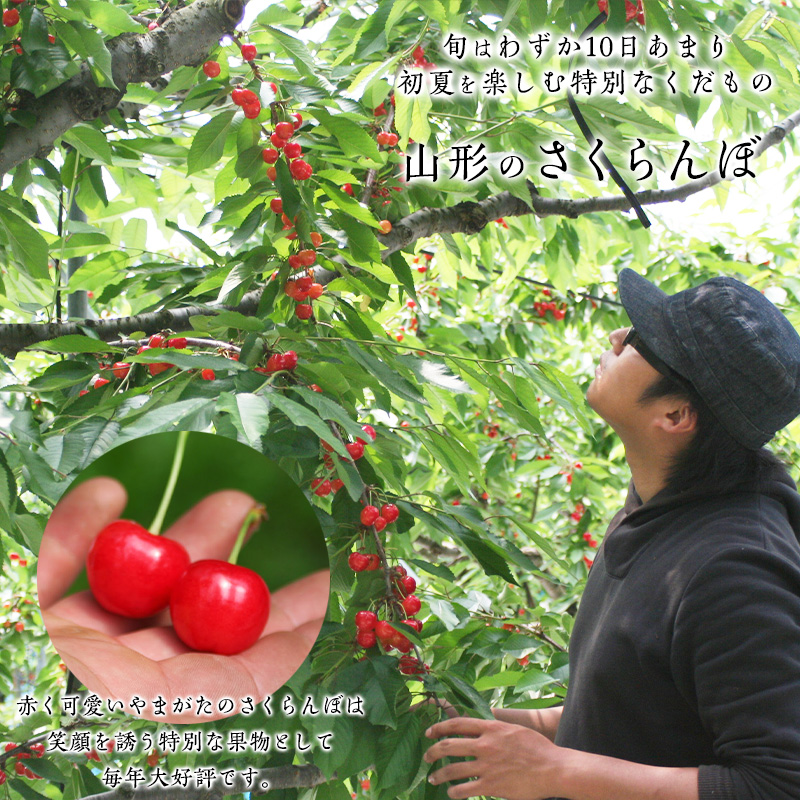 【ギフト箱】本場 山形産 さくらんぼ 紅秀峰 500g 【令和8年産先行予約】 FS25-586