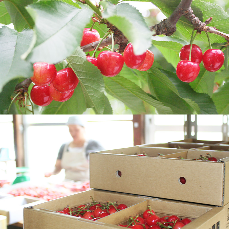 【ギフト箱】本場 山形産 さくらんぼ 紅秀峰 500g 【令和8年産先行予約】 FS25-586