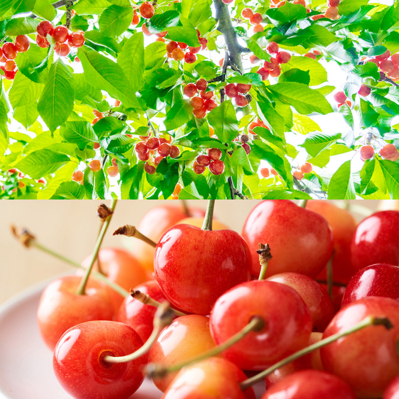 【定期便8回】ノノハナフルーツ やまがた旬暦定期便 【令和8年産先行予約】FS25-590