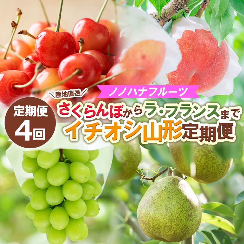 【定期便4回】ノノハナフルーツ さくらんぼからラ・フランスまで 【産地直送】イチオシ山形定期便 【令和8年産先行予約】FS25-592