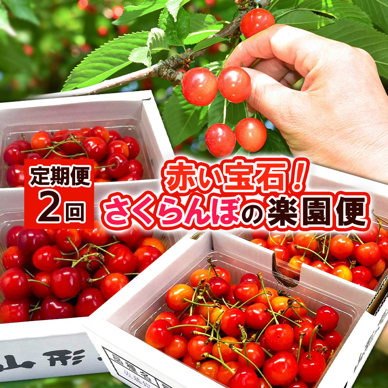 【定期便2回】赤い宝石！さくらんぼの楽園便 【令和8年産先行予約】FS25-625