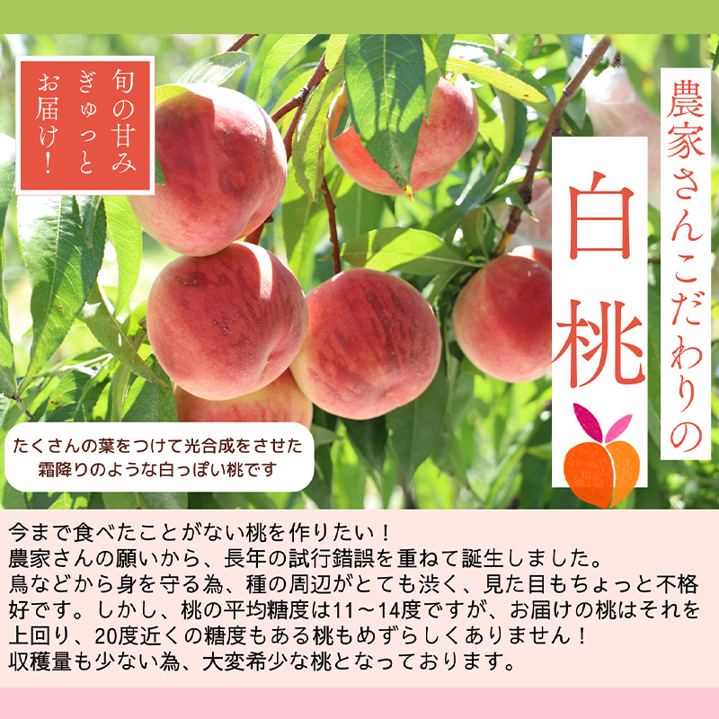 プレミアム白桃 秀品 約3kg (5～14玉) [柔らかくなる桃] 【令和8年産先行予約】 FS25-627