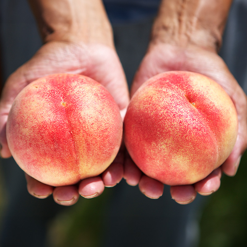 プレミアム白桃 秀品 約5kg (10～18玉) [柔らかくなる桃] 【令和8年産先行予約】 FS25-628