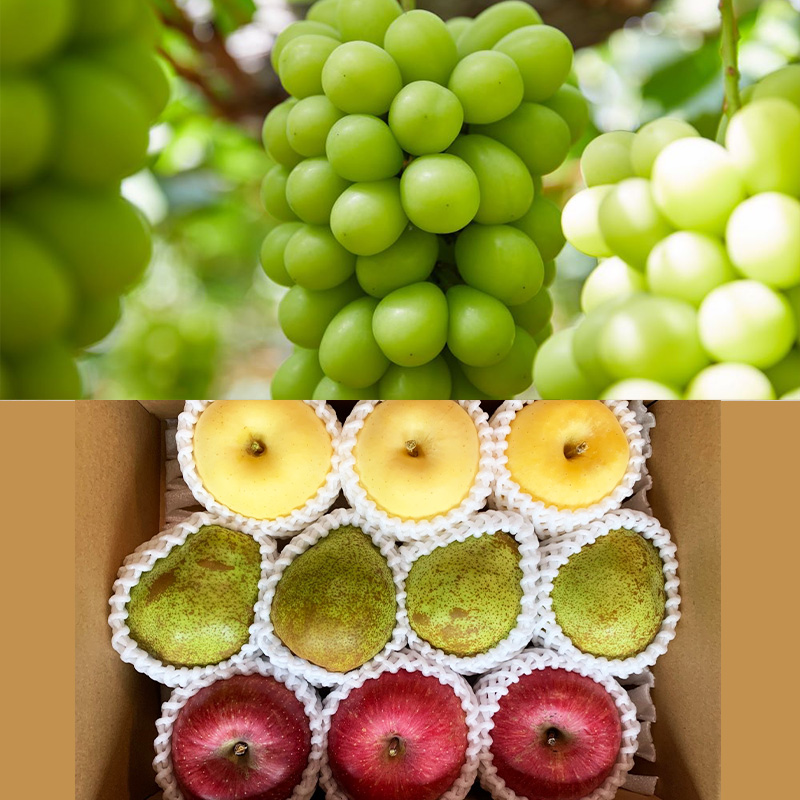 【定期便4回】こだいいっぱい！？ 定期便 【令和8年産先行予約】FS25-652