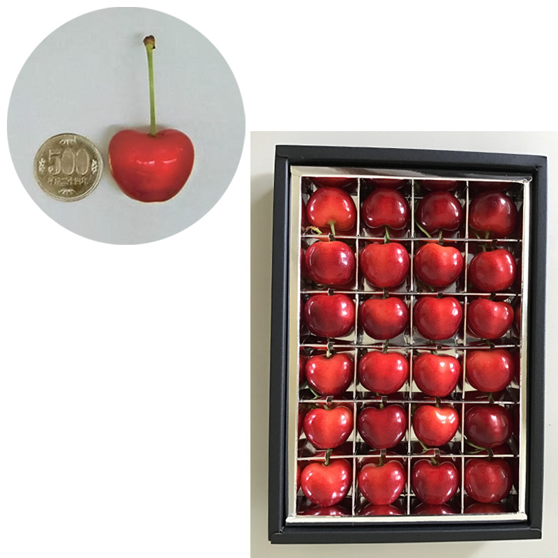 山形市産 さくらんぼ 温室栽培【やまがた紅王 特秀品】2L・3L混合 24粒【令和8年産先行予約】FS25-094