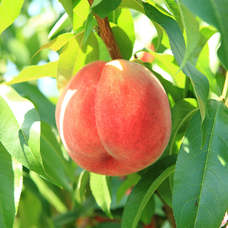 【ご家庭用訳あり品】山形の白桃(やわらかくなる桃) 4 .5kg以上(18玉～25玉)【令和8年産先行予約】FS25-098