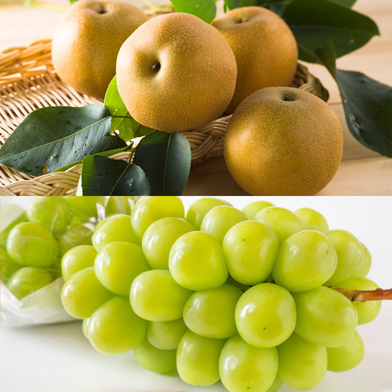 【定期便5回】好きですやまがた！初夏から始まる果実のおもてなし 5選【令和8年産先行予約】FS25-100