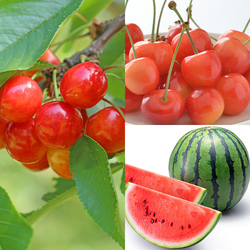 【定期便10回】好きですやまがた まるごと！果実のおもてなし 10選【令和8年産先行予約】FS25-101