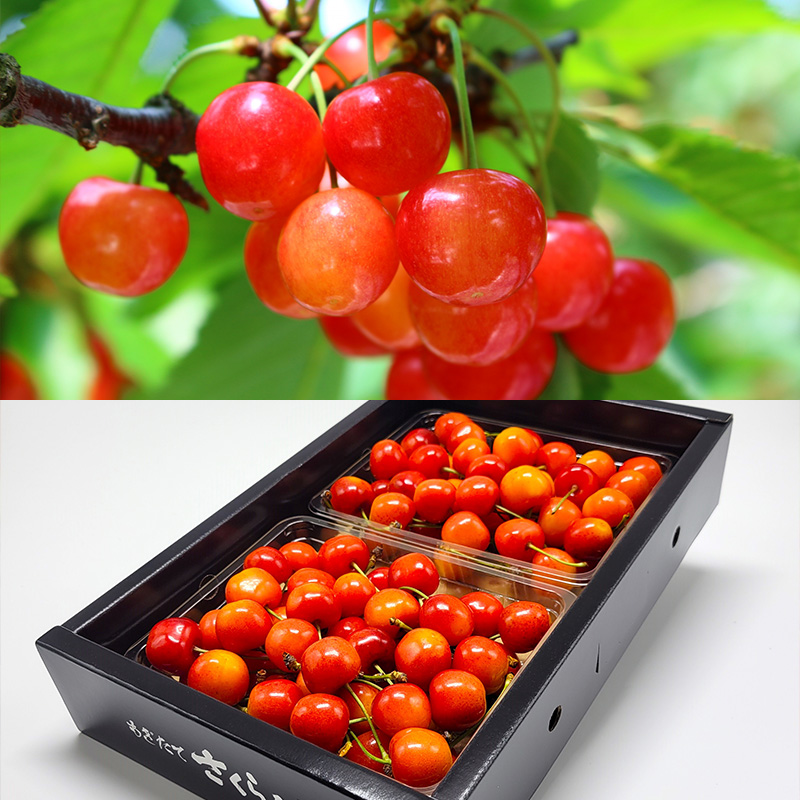 【定期便8回】人気フルーツ満喫便 【令和8年産先行予約】FS25-615