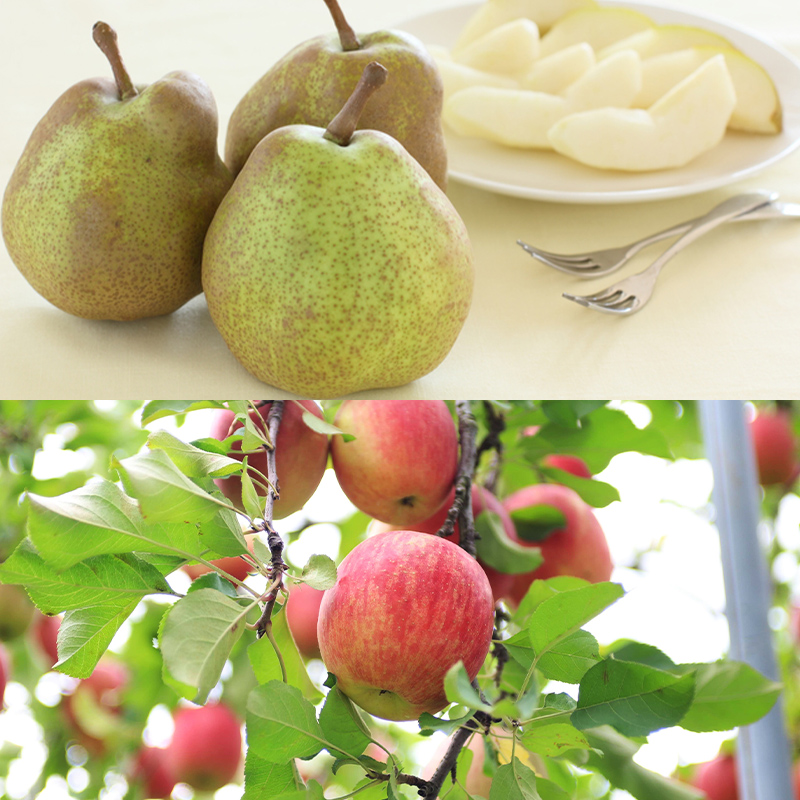 【定期便6回】至高の味わい便 極み 【令和8年産先行予約】FS25-617