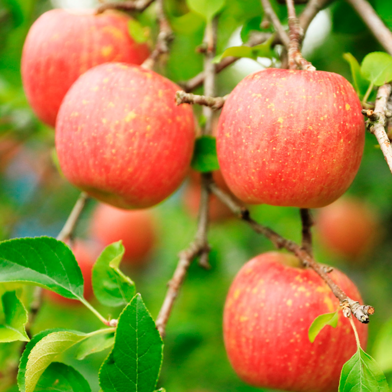 【定期便4回】６種を味わうフルーツの楽園Ｂ【令和8年産先行予約】FS25-622