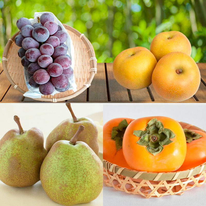 【定期便4回】６種を味わうフルーツの楽園Ａ【令和8年産先行予約】FS25-623