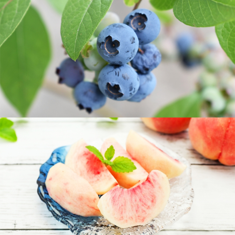 【定期便5回】さくらんぼ(紅秀峰)から始まるフルーツの幸せ便 【令和8年産先行予約】FS25-626