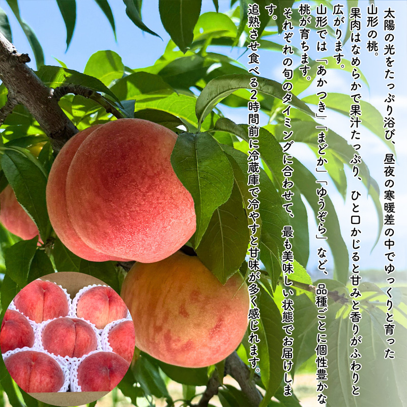 【定期便5回】やまがた果実日和定期便 今日も