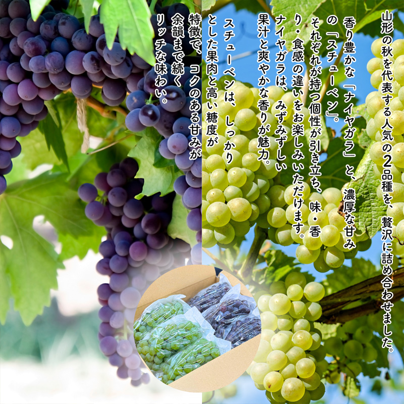 【定期便5回】やまがた果実日和定期便 今日も