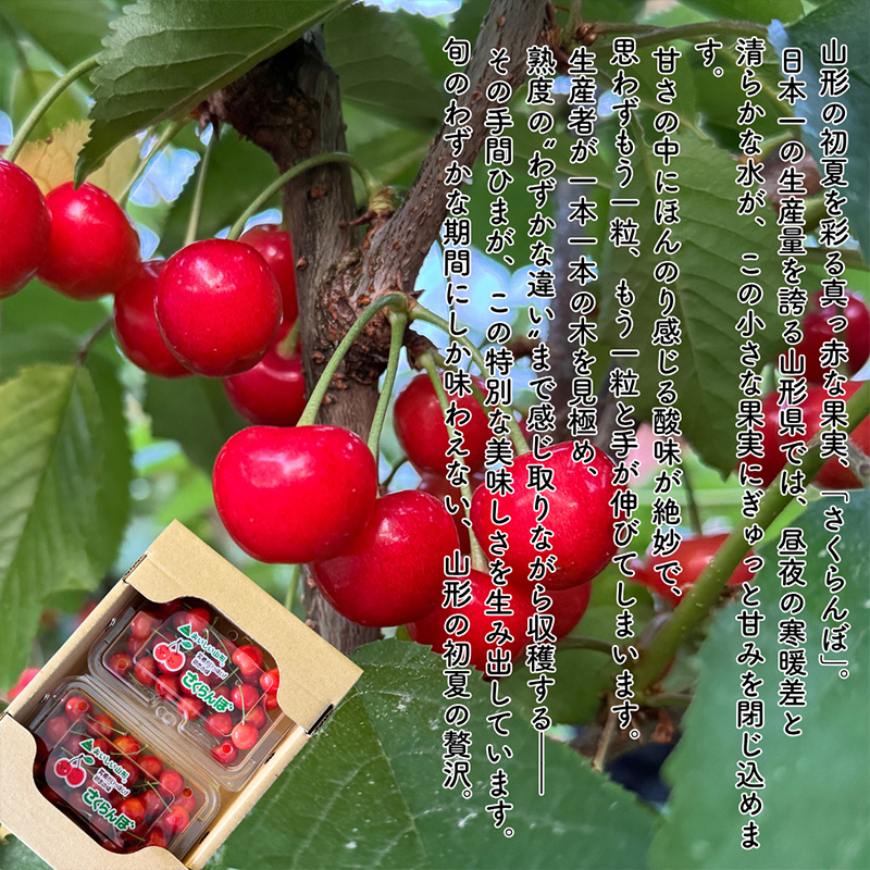 【定期便5回】やまがたを堪能！イチオシ定期便【令和8年産先行予約】FS25-086