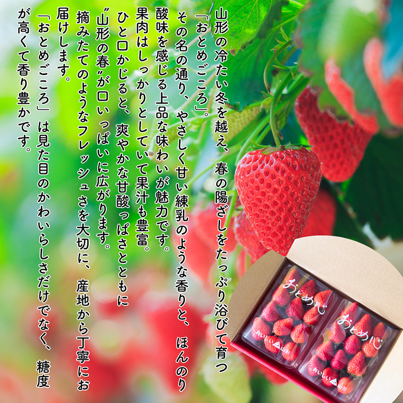 【定期便5回】やまがた果物歳時期 全5回定期便【令和8年産先行予約】FS25-087