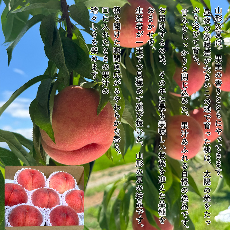 【定期便5回】やまがた果物歳時期 全5回定期便【令和8年産先行予約】FS25-087