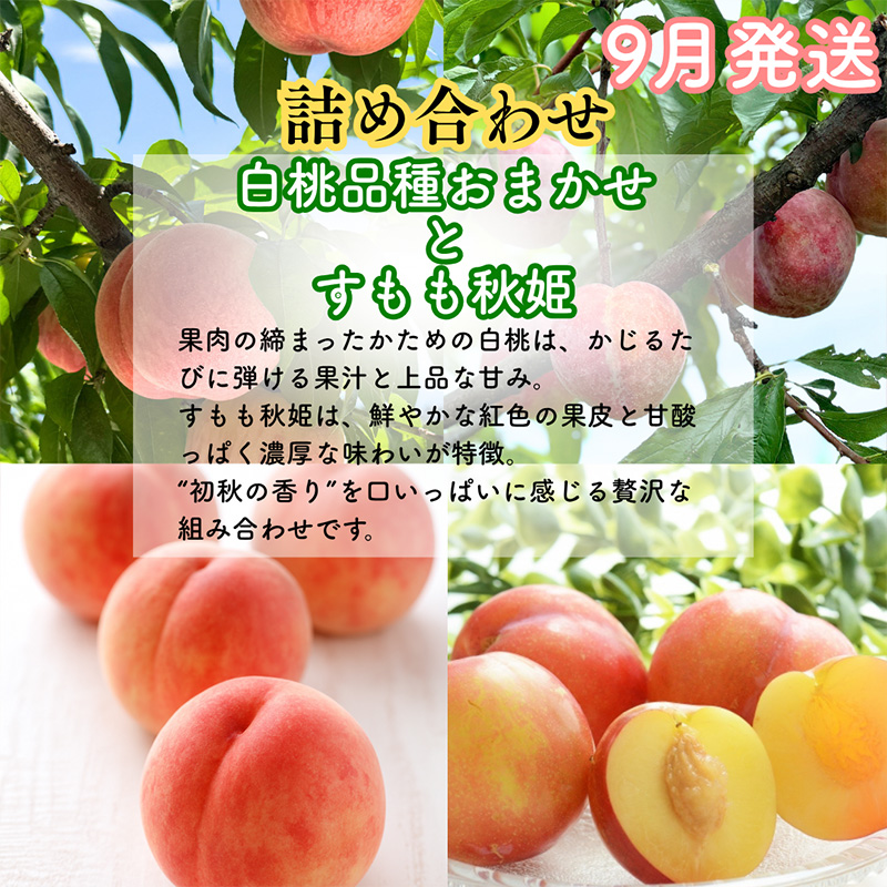 【定期便3回】山形果匠【旬のよりどり定期便】全3回 1回で2種味わえる楽しみ【令和8年産先行予約】FS25-088