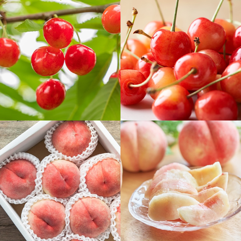 【定期便7回】ノノハナフルーツ 半年まるっと山形のフルーツ三昧 【令和8年産先行予約】FS25-076