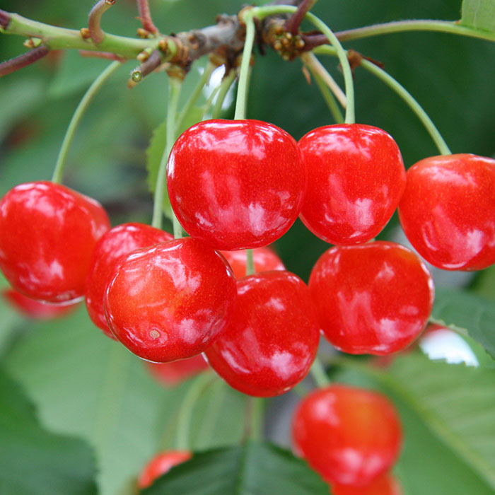 [産地直送] 大玉さくらんぼ 佐藤錦 2L以上 大玉 500g(バラ詰め)【令和8年産先行予約】FU22-122