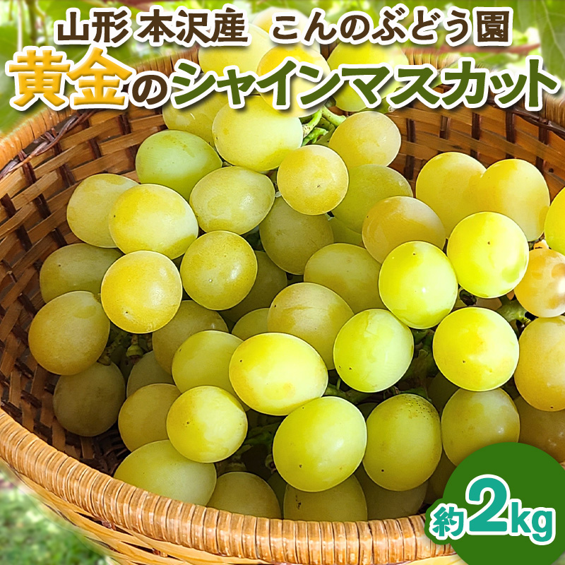 「黄金のシャインマスカット」2kg 山形市 本沢 こんのぶどう園【令和8年産先行予約】FS25-103 くだもの 果物 フルーツ 山形 山形県 山形市 2026年産