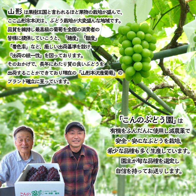 「黄金のシャインマスカット」2kg 山形市 本沢 こんのぶどう園【令和8年産先行予約】FS25-103 くだもの 果物 フルーツ 山形 山形県 山形市 2026年産