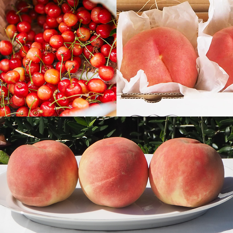 【定期便6回】★食べきりシリーズ★やまもりやまがたプレミアム【令和8年産先行予約】FS25-105 くだもの 果物 フルーツ 山形 山形県 山形市 2026年産