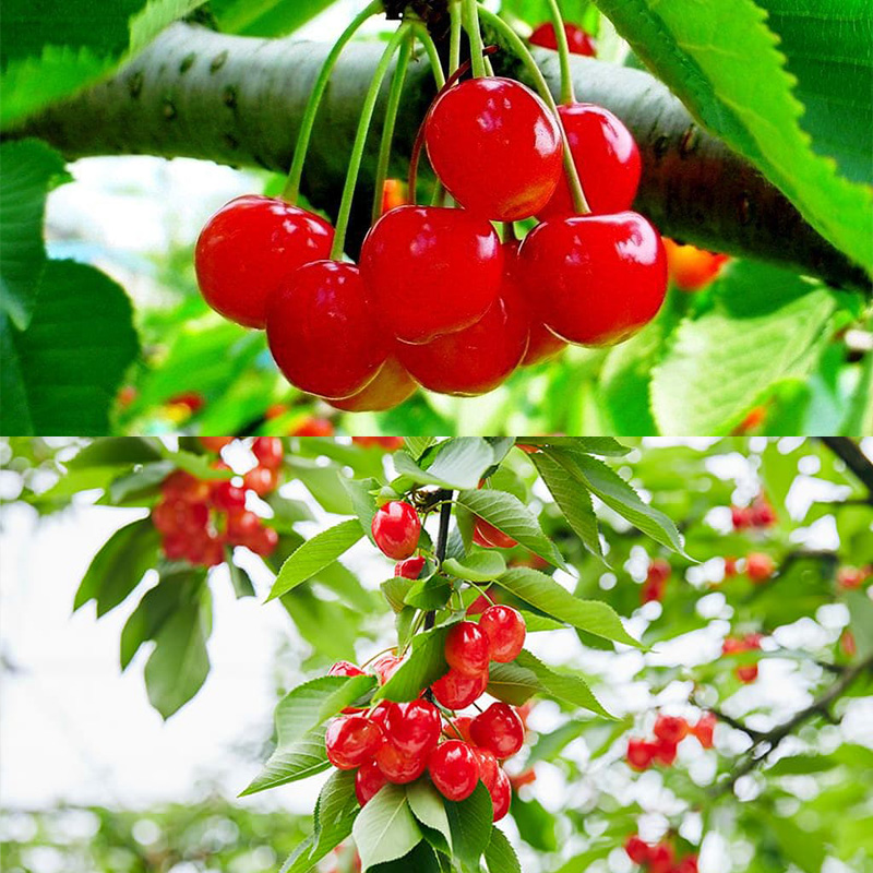 山形さくらんぼ (祝)栽培150周年記念！紅秀峰 200g L玉 数量限定！【令和8年産先行予約】FS25-109 くだもの 果物 フルーツ 山形 山形県 山形市 2026年産