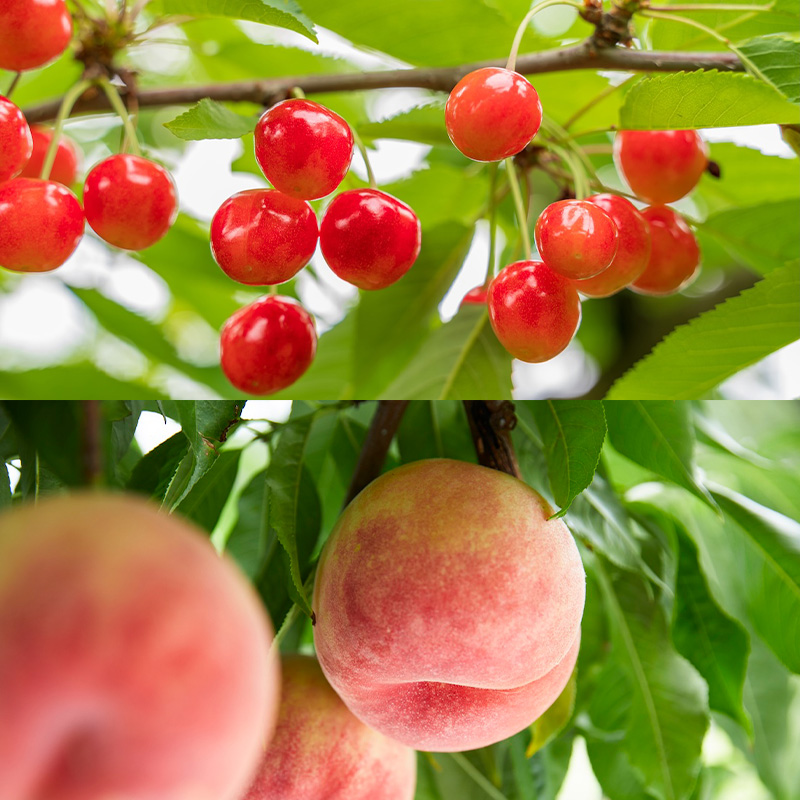 【定期便4回】山形フルーツベスト4！お福分け定期便【令和8年産先行予約】FS25-104 くだもの 果物 フルーツ 山形 山形県 山形市 2026年産