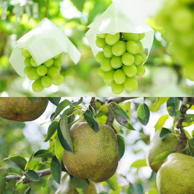 【定期便4回】山形フルーツベスト4！お福分け定期便【令和8年産先行予約】FS25-104 くだもの 果物 フルーツ 山形 山形県 山形市 2026年産