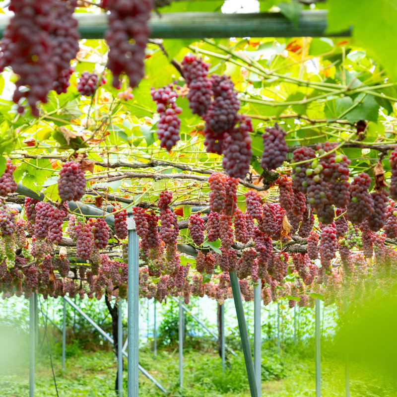 【月山 GASSAN】蔵王ナチュールデラウェア 山形のデラウエア TAKUMI ORCHARD 99% 贈答 L以上 約2kg 山形 山形県 山形市 フルーツ 果物 くだもの 送料無料 ぶどう 葡萄 ブドウ デラウェア 減農薬【令和8年産先行予約】FS25-118