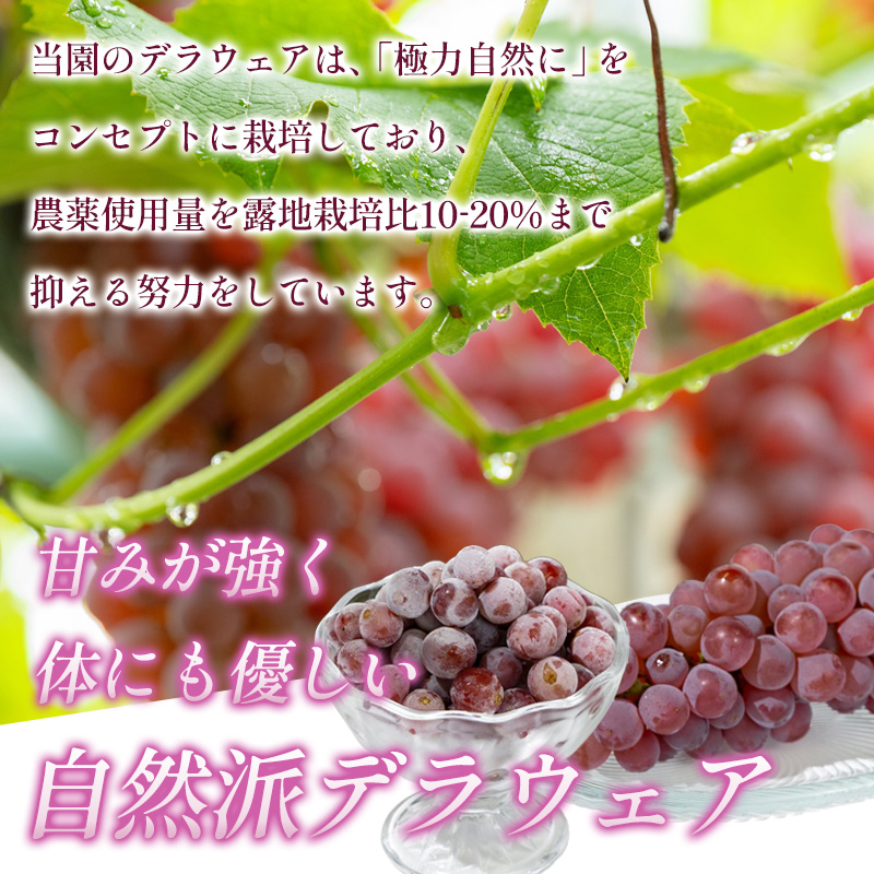 【月山 GASSAN】蔵王ナチュールデラウェア 山形のデラウエア TAKUMI ORCHARD 99% 贈答 L以上 約3kg 山形 山形県 山形市 フルーツ 果物 くだもの 送料無料 ぶどう 葡萄 ブドウ デラウェア 減農薬【令和8年産先行予約】FS25-114
