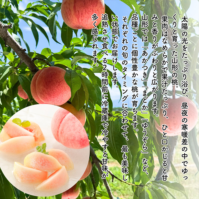 【定期便5回】やまがた フルーツ浪漫A [佐藤錦・デラウエア・白桃・和梨・シャインマスカット] FZ23-631