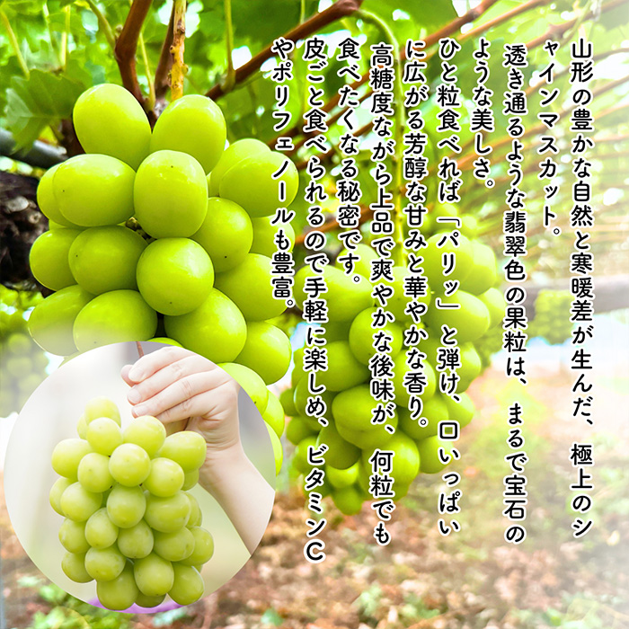 【定期便5回】やまがた フルーツ浪漫A [佐藤錦・デラウエア・白桃・和梨・シャインマスカット] FZ23-631